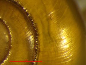  ( - AEG_DS5)  @11 [ ] CCA (2024) University of Lodz Dept of Invertebrate Zoology and Hydrobiology, University of Lodz