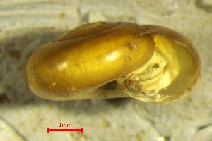  ( - AEG_DS6)  @11 [ ] CCA (2024) University of Lodz Dept of Invertebrate Zoology and Hydrobiology, University of Lodz