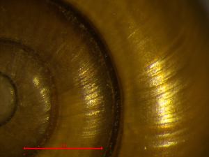 ( - AEG_DS6)  @11 [ ] CCA (2024) University of Lodz Dept of Invertebrate Zoology and Hydrobiology, University of Lodz