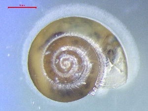  ( - AEG_PUR_1)  @11 [ ] CreativeCommons - Attribution Share-Alike (2024) Unspecified University of Lodz, Department of Invertebrate Zoology and Hydrobiology