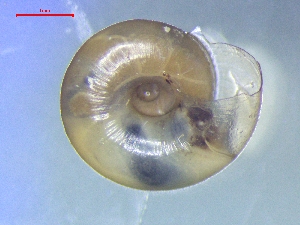  ( - AEG_PUR_1)  @11 [ ] CreativeCommons - Attribution Share-Alike (2024) Unspecified University of Lodz, Department of Invertebrate Zoology and Hydrobiology