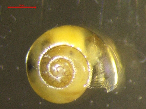  ( - AEG_PUR_2)  @11 [ ] CreativeCommons - Attribution Share-Alike (2024) Unspecified University of Lodz, Department of Invertebrate Zoology and Hydrobiology