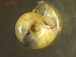  ( - AEG_PUR_2)  @11 [ ] CreativeCommons - Attribution Share-Alike (2024) Unspecified University of Lodz, Department of Invertebrate Zoology and Hydrobiology