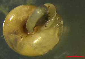  ( - AEPU_RO1)  @11 [ ] CCA (2024) University of Lodz Dept of Invertebrate Zoology and Hydrobiology, University of Lodz