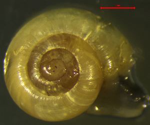  ( - AEPU_RO2)  @11 [ ] CCA (2024) University of Lodz Dept of Invertebrate Zoology and Hydrobiology, University of Lodz