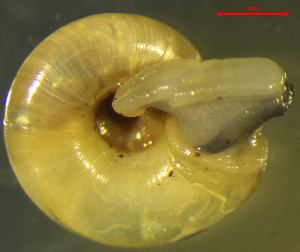  ( - AEPU_RO2)  @11 [ ] CCA (2024) University of Lodz Dept of Invertebrate Zoology and Hydrobiology, University of Lodz