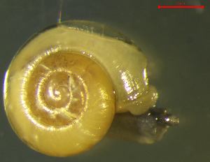  ( - AEPU_RO3)  @11 [ ] CCA (2024) University of Lodz Dept of Invertebrate Zoology and Hydrobiology, University of Lodz