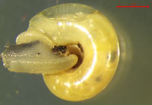  ( - AEPU_RO3)  @11 [ ] CCA (2024) University of Lodz Dept of Invertebrate Zoology and Hydrobiology, University of Lodz