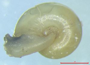  ( - AEPU_WB)  @11 [ ] CCA (2024) University of Lodz Dept of Invertebrate Zoology and Hydrobiology, University of Lodz