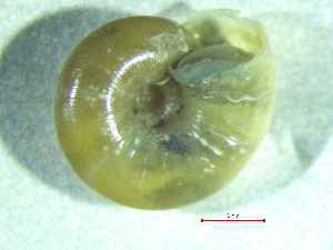  ( - APUR_SP)  @11 [ ] CreativeCommons - Attribution Share-Alike (2025) Unspecified University of Lodz, Department of Invertebrate Zoology and Hydrobiology