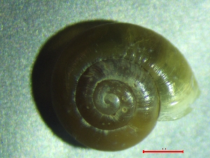  ( - APUR_SP)  @11 [ ] CreativeCommons - Attribution Share-Alike (2025) Unspecified University of Lodz, Department of Invertebrate Zoology and Hydrobiology