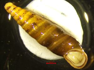  ( - CORT_DZ1)  @11 [ ] CCA (2024) University of Lodz Dept of Invertebrate Zoology and Hydrobiology, University of Lodz