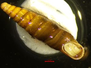  ( - CORT_DZ2)  @11 [ ] CCA (2024) University of Lodz Dept of Invertebrate Zoology and Hydrobiology, University of Lodz