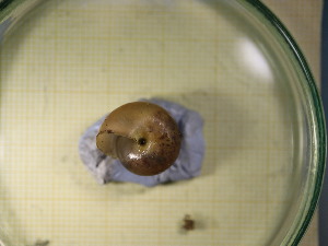  ( - FFRU_1HPK)  @11 [ ] CreativeCommons Attribution (2024) Dept of Invertebrate Zoology and Hydrobiology University of Lodz