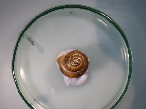  ( - FFRU_1PK)  @11 [ ] CreativeCommons Attribution (2024) Dept of Invertebrate Zoology and Hydrobiology University of Lodz