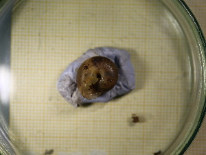  ( - FFRU_2HPK)  @11 [ ] CreativeCommons Attribution (2024) Dept of Invertebrate Zoology and Hydrobiology University of Lodz