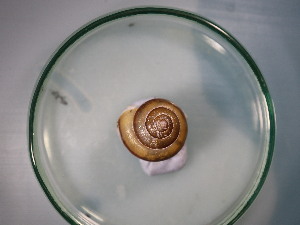  ( - FFRU_2PK)  @11 [ ] CreativeCommons Attribution (2024) Dept of Invertebrate Zoology and Hydrobiology University of Lodz