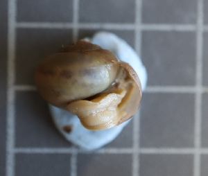  ( - FFRU_DS1)  @11 [ ] CreativeCommons - Attribution Share-Alike (2024) Unspecified University of Lodz, Department of Invertebrate Zoology and Hydrobiology