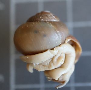  ( - FFRU_DS2)  @11 [ ] CreativeCommons - Attribution Share-Alike (2024) Unspecified University of Lodz, Department of Invertebrate Zoology and Hydrobiology