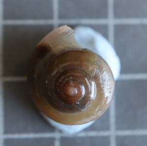  ( - FFRU_DS3)  @11 [ ] CreativeCommons - Attribution Share-Alike (2024) Unspecified University of Lodz, Department of Invertebrate Zoology and Hydrobiology