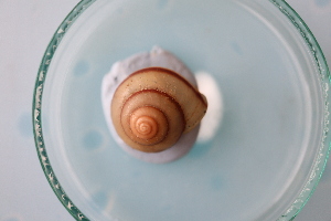  ( - FRFR_PP06(1))  @11 [ ] CreativeCommons Attribution (2024) Dept of Invertebrate Zoology and Hydrobiology University of Lodz