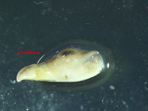  ( - LIM_TERLD)  @11 [ ] CreativeCommons - Attribution Share-Alike (2025) Unspecified University of Lodz, Department of Invertebrate Zoology and Hydrobiology