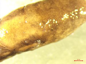  ( - LIM_ZD2)  @11 [ ] CCA (2024) University of Lodz Dept of Invertebrate Zoology and Hydrobiology, University of Lodz