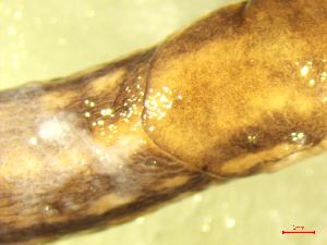  ( - LIM_ZD2)  @11 [ ] CCA (2024) University of Lodz Dept of Invertebrate Zoology and Hydrobiology, University of Lodz