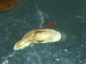  ( - LIM_TERLD)  @11 [ ] CreativeCommons - Attribution Share-Alike (2025) Unspecified University of Lodz, Department of Invertebrate Zoology and Hydrobiology