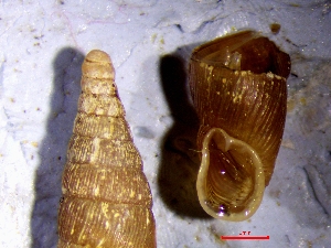  (Macrogastra rolphii - MAC_2NRW)  @11 [ ] CCA (2024) University of Lodz Dept of Invertebrate Zoology and Hydrobiology, University of Lodz