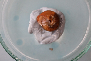  ( - MINC_L18(1))  @11 [ ] CreativeCommons Attribution (2024) Dept of Invertebrate Zoology and Hydrobiology University of Lodz