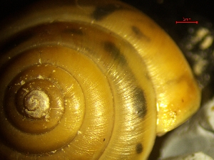  ( - PINC_DS3)  @11 [ ] CreativeCommons - Attribution Share-Alike (2025) Unspecified University of Lodz, Department of Invertebrate Zoology and Hydrobiology