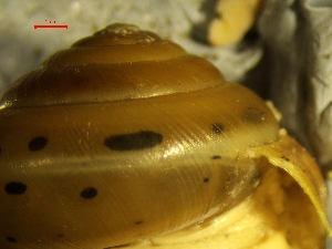  ( - PINC_DS3)  @11 [ ] CreativeCommons - Attribution Share-Alike (2025) Unspecified University of Lodz, Department of Invertebrate Zoology and Hydrobiology