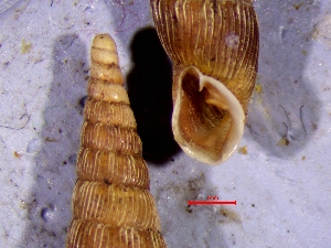  (Strigillaria - BCa3)  @11 [ ] CCA (2024) University of Lodz Dept of Invertebrate Zoology and Hydrobiology, University of Lodz