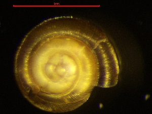  ( - PUN_PYG_1)  @11 [ ] CreativeCommons - Attribution Share-Alike (2024) Unspecified University of Lodz, Department of Invertebrate Zoology and Hydrobiology
