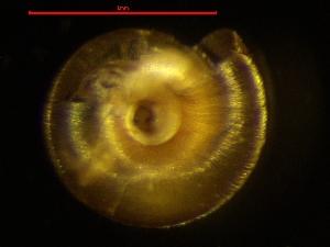  ( - PUN_PYG_1)  @11 [ ] CreativeCommons - Attribution Share-Alike (2024) Unspecified University of Lodz, Department of Invertebrate Zoology and Hydrobiology