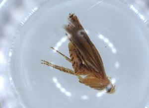  ( - BIOUG55612-C02)  @11 [ ] CreativeCommons - Attribution (2020) Centre for Biodiversity Genomics Centre for Biodiversity Genomics