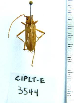  (Eburodacrys sexguttata - CIPLT-E-3544)  @11 [ ] Copyright (2015) Stefan Harrison Para la Tierra