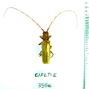  (Coccoderus novempunctatus - CIPLT-E-3556)  @11 [ ] Copyright (2015) Stefan Harrison Para la Tierra