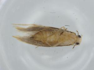  ( - BIOUG61462-E01)  @11 [ ] CreativeCommons - Attribution (2020) Centre for Biodiversity Genomics Centre for Biodiversity Genomics