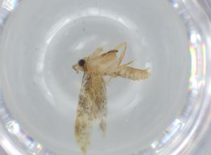  ( - BIOUG61462-E04)  @11 [ ] CreativeCommons - Attribution (2020) Centre for Biodiversity Genomics Centre for Biodiversity Genomics