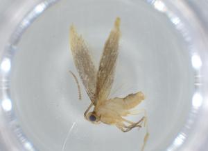  ( - BIOUG60585-G11)  @11 [ ] CreativeCommons - Attribution (2020) Centre for Biodiversity Genomics Centre for Biodiversity Genomics