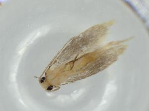  ( - BIOUG60590-B03)  @11 [ ] CreativeCommons - Attribution (2020) Centre for Biodiversity Genomics Centre for Biodiversity Genomics