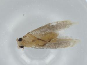  ( - BIOUG60594-D02)  @11 [ ] CreativeCommons - Attribution (2020) Centre for Biodiversity Genomics Centre for Biodiversity Genomics