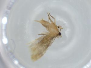  ( - BIOUG60594-G10)  @11 [ ] CreativeCommons - Attribution (2020) Centre for Biodiversity Genomics Centre for Biodiversity Genomics