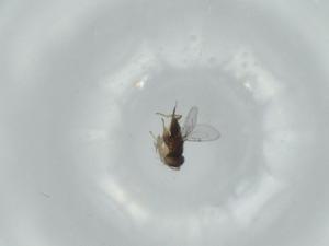  ( - BIOUG61523-E09)  @11 [ ] CreativeCommons - Attribution (2020) Centre for Biodiversity Genomics Centre for Biodiversity Genomics