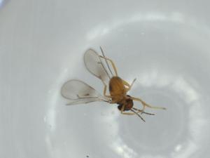  ( - BIOUG61707-E02)  @11 [ ] CreativeCommons - Attribution (2020) Centre for Biodiversity Genomics Centre for Biodiversity Genomics