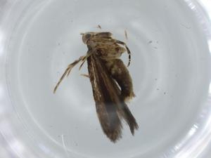  ( - BIOUG61320-H11)  @11 [ ] CreativeCommons - Attribution (2020) Centre for Biodiversity Genomics Centre for Biodiversity Genomics