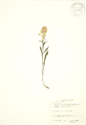 ( - SNEW055_C)  @11 [ ] Copyright (2009) Steven Newmaster University of Guelph BIO Herbarium