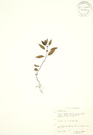  ( - SNEW043b_C)  @11 [ ] Copyright (2009) Steven Newmaster University of Guelph BIO Herbarium